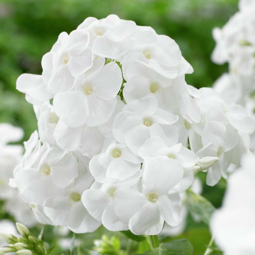 Høstfloks Paniculata 'Rembrandt'